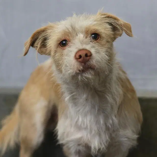 Jaxson Avery - Terrier