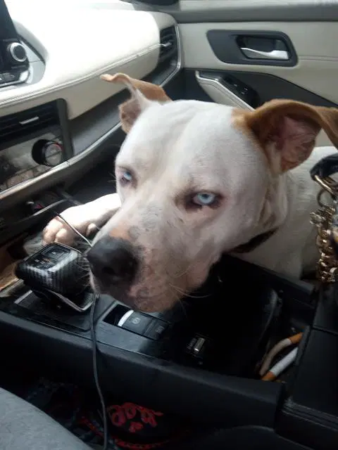 Amour - American Staffordshire Terrier