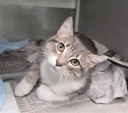 NASCAR, a cat for adoption from San Antonio Animal Care Services