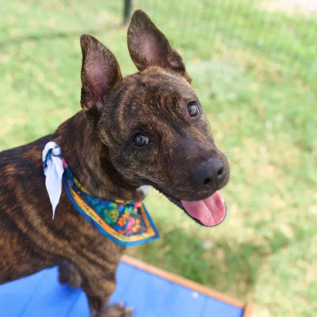 Buzz - Dutch Shepherd