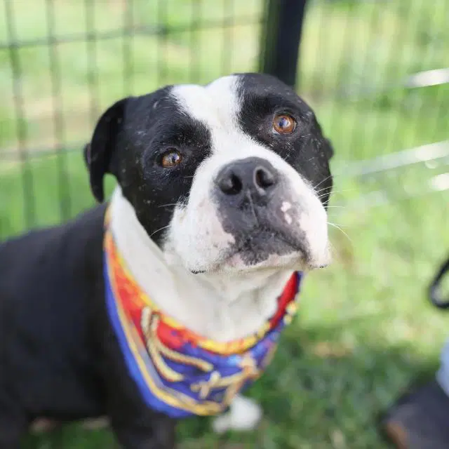 Bear - American Staffordshire Terrier