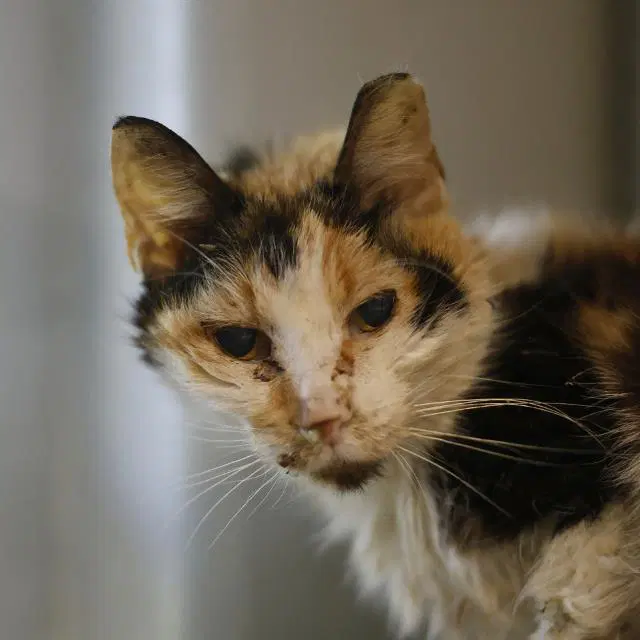 Libby - Domestic Short Hair