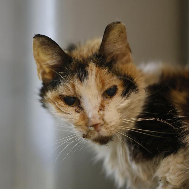 Libby