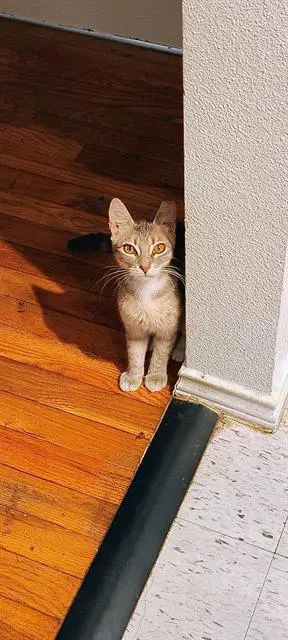 Gigi - Domestic Short Hair