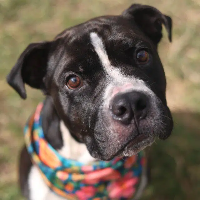 Henry - Staffordshire Bull Terrier
