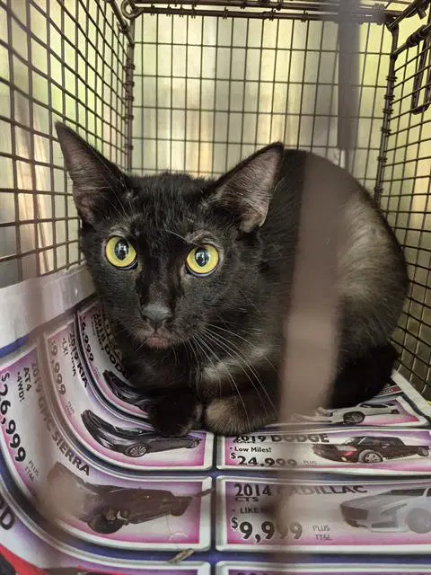 Horza - Domestic Medium Hair