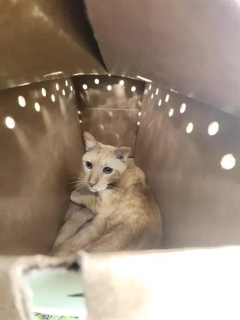 Unknown - Domestic Short Hair
