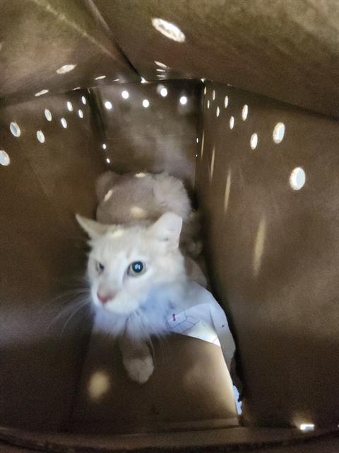 1-10, a cat for adoption from San Antonio Animal Care Services