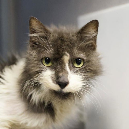 WILLIE, a cat for adoption from San Antonio Animal Care Services