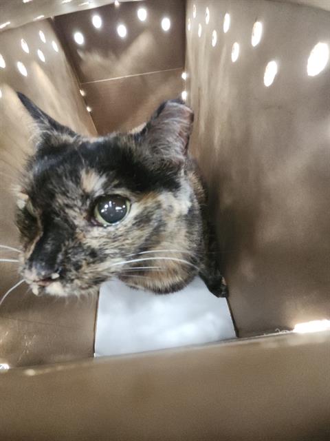 1-12, a cat for adoption from San Antonio Animal Care Services