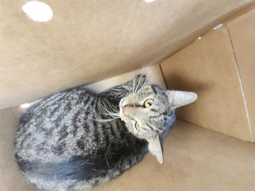 1-14, a cat for adoption from San Antonio Animal Care Services