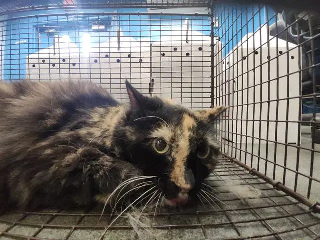 Unknown - Domestic Short Hair