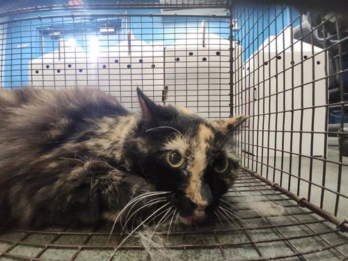 1-17, a cat for adoption from San Antonio Animal Care Services