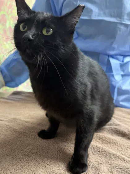 Indy Ana - Domestic Short Hair