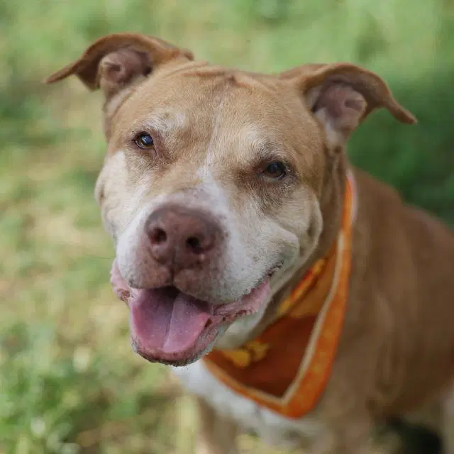 Moses - American Staffordshire Terrier