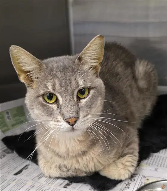 Nickle - Domestic Short Hair