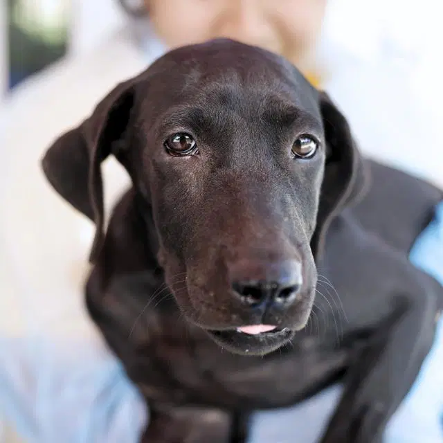 Claude - Labrador Retriever