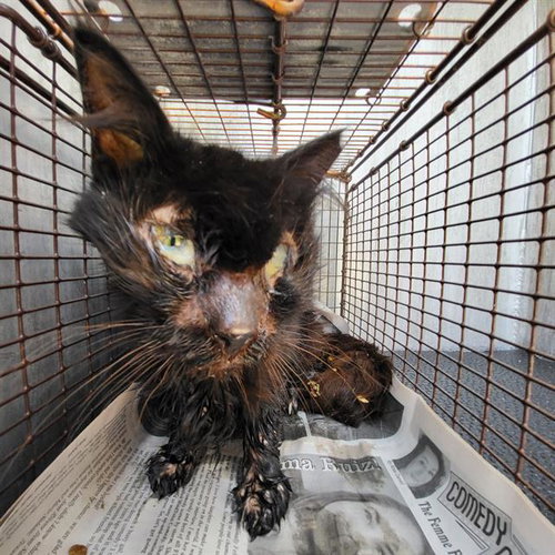 WOLF GANG, a cat for adoption from San Antonio Animal Care Services