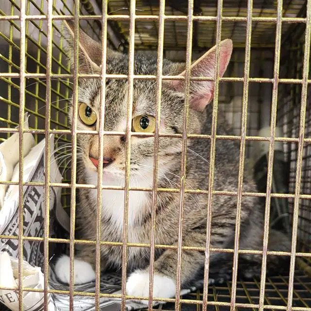 Cici - Domestic Short Hair