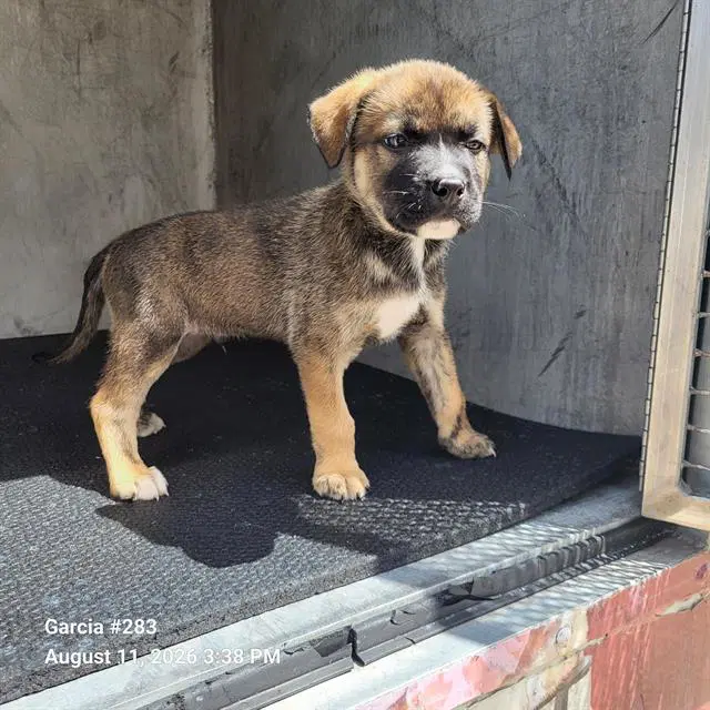 Lane - Mastiff