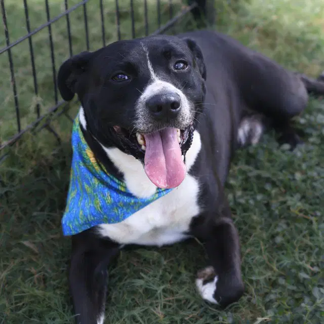 Zeus - American Staffordshire Terrier