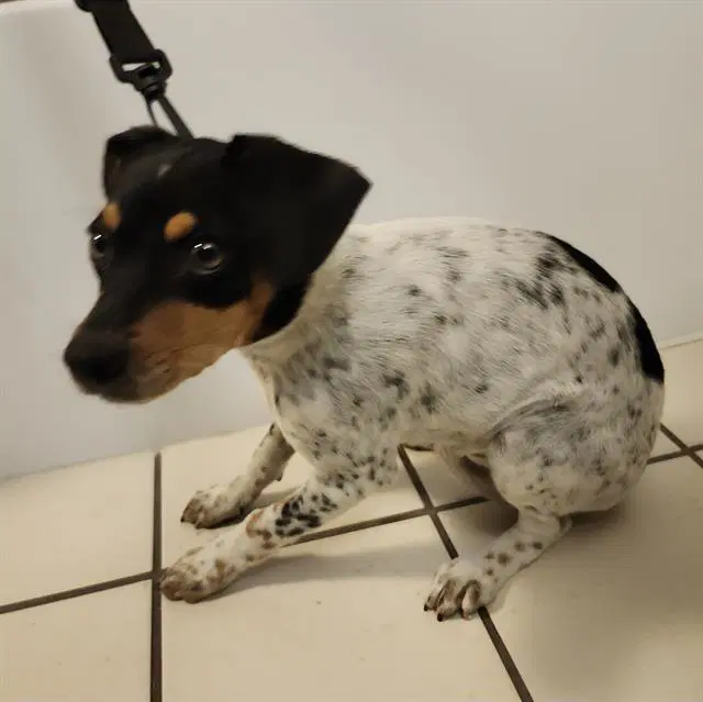 Junebug - Terrier