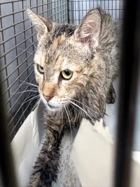 Annette - Domestic Short Hair