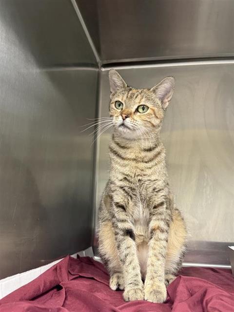 ANNETTE, a cat for adoption from San Antonio Animal Care Services