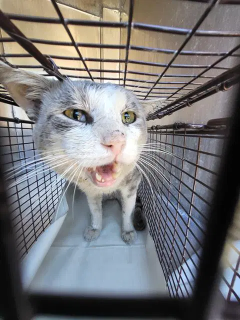Mouthy - Domestic Short Hair