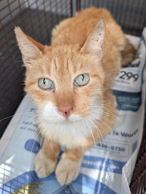 RUMI, a cat for adoption from San Antonio Animal Care Services