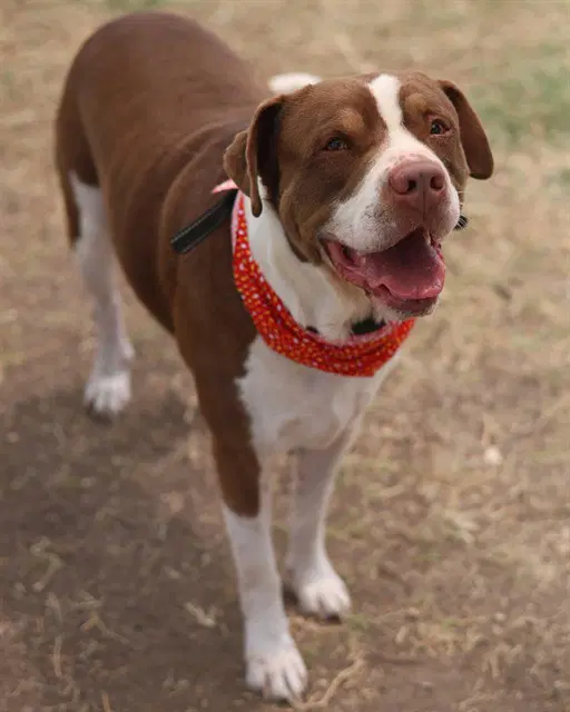 Chonky - American Staffordshire Terrier
