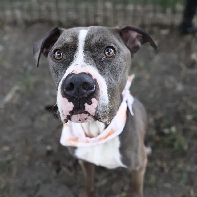 Odie - American Staffordshire Terrier