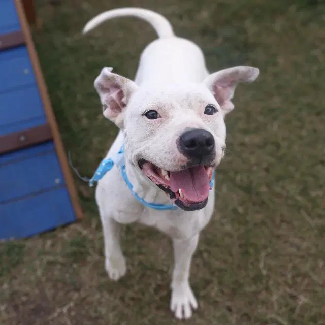 Sabine - American Staffordshire Terrier