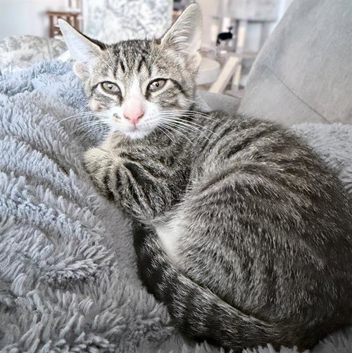 CHIP, a cat for adoption from San Antonio Animal Care Services