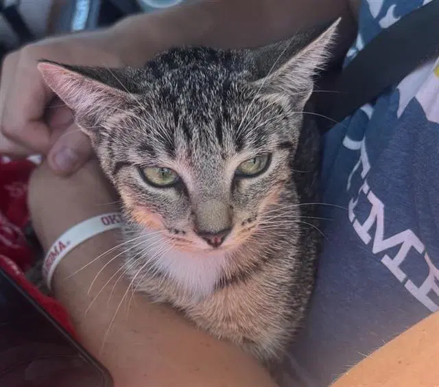 Jennipurr Lopaws - Domestic Short Hair