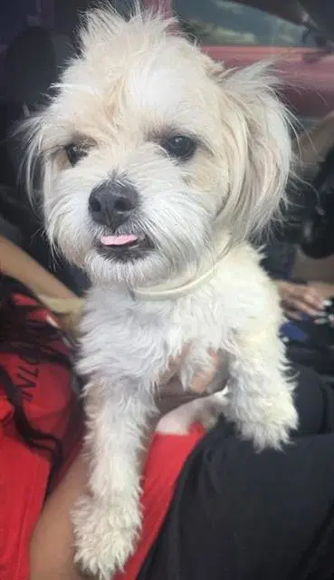 Josie - Shih Tzu