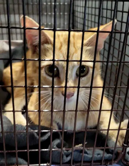 Tyson - Domestic Short Hair