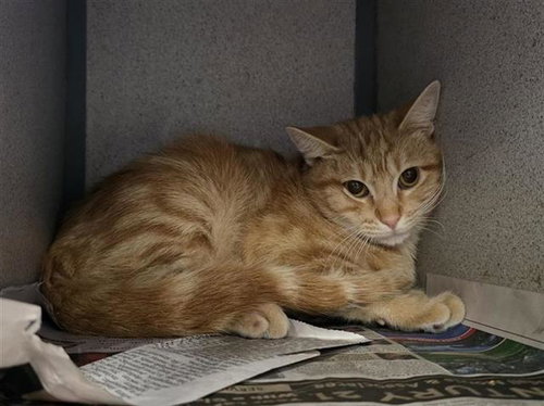 TYSON, a cat for adoption from San Antonio Animal Care Services