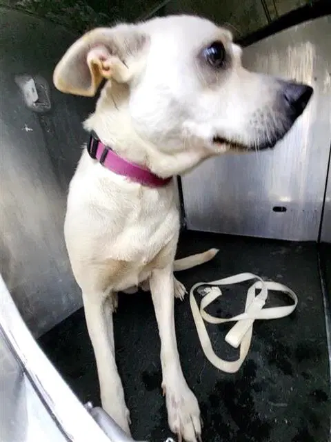 Wendy - Labrador Retriever