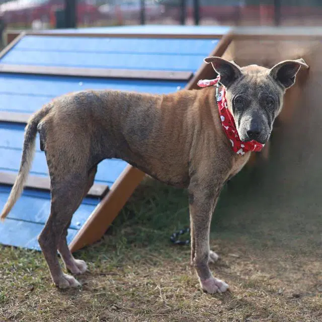 Carly - American Staffordshire Terrier