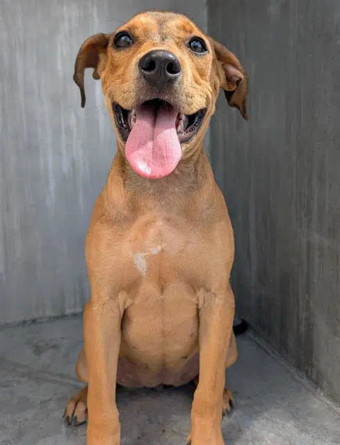 Sillylady - American Staffordshire Terrier