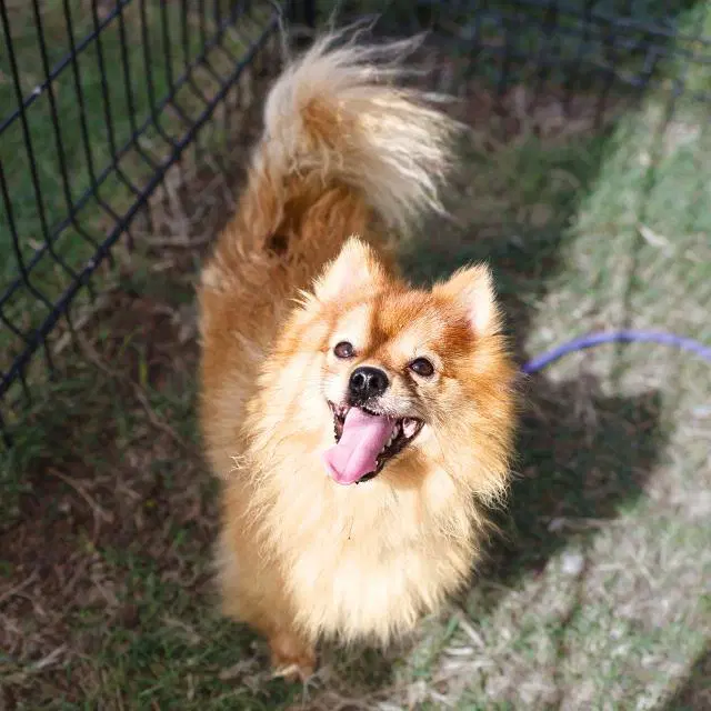 Zeus - Pomeranian