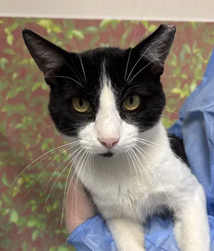 Barrows - Domestic Short Hair