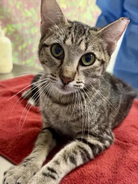 Remy - Domestic Short Hair