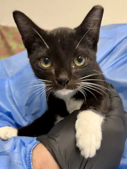 Tofu - Domestic Short Hair