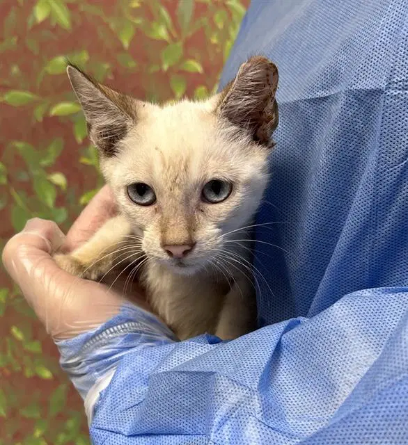 Chocolate Chip - Domestic Short Hair