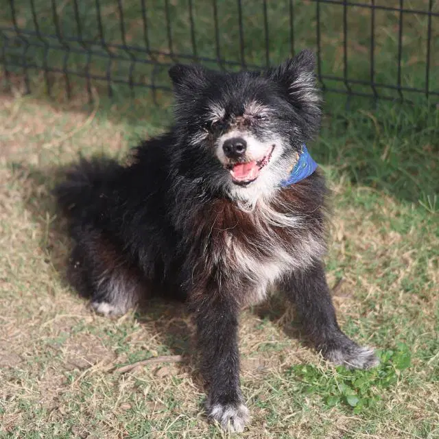 Dakota - Pomeranian