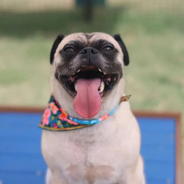 Penney - Pug