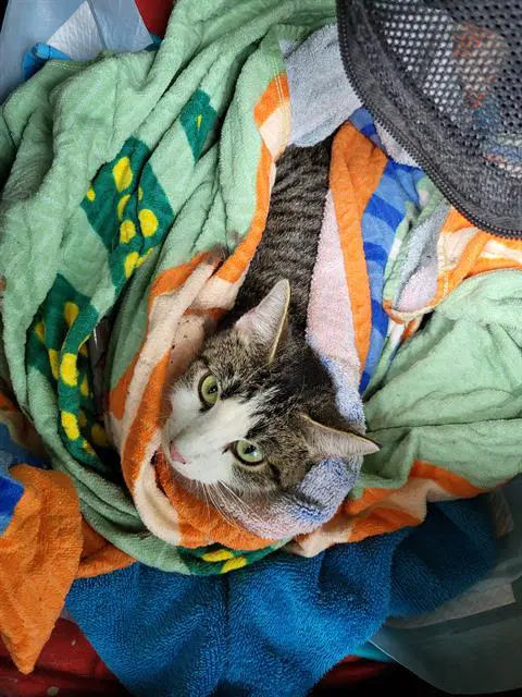 Betina - Domestic Short Hair