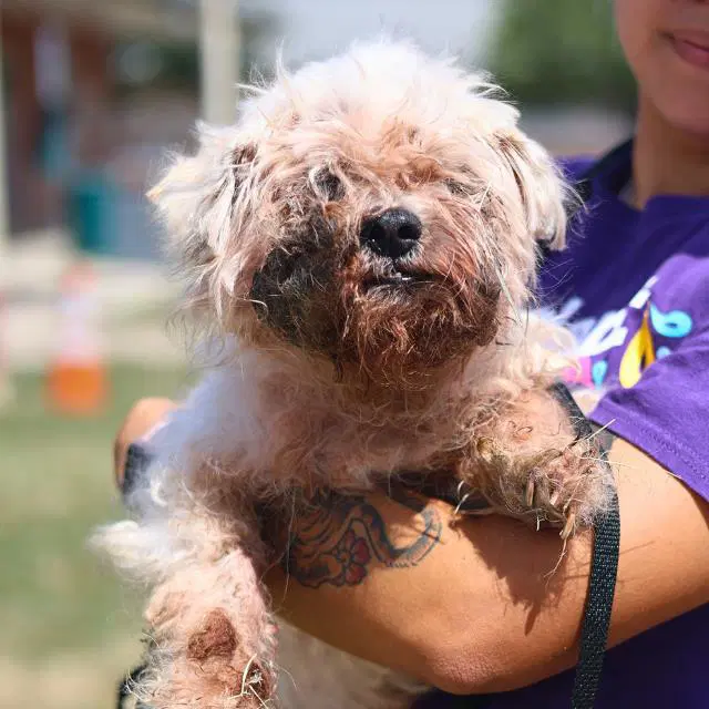 Mary Doggins - Shih Tzu